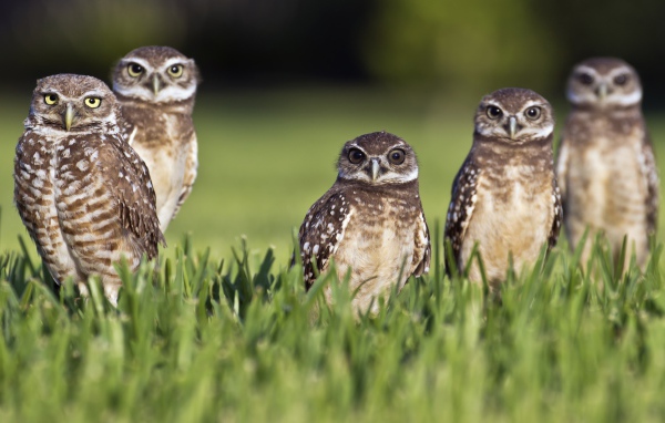 Серые совы сидят в зеленой траве