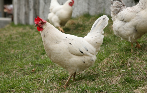 Домашние белые куры на зеленой траве