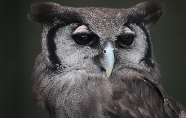 Большой филин крупным планом