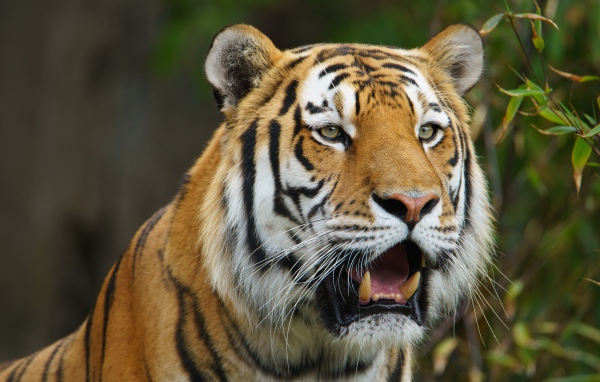 Большой тигр с открытой пастью