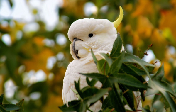 Большой желтохохлый какаду в зеленых листьях 