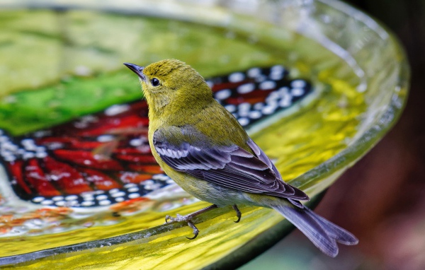 Маленькая птичка пьет воду