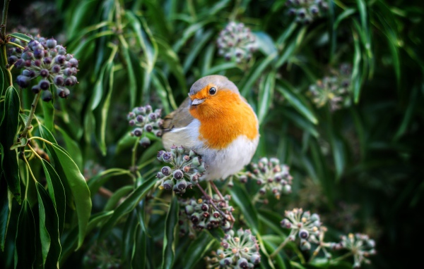 Маленькая птичка зарянка сидит на ветке