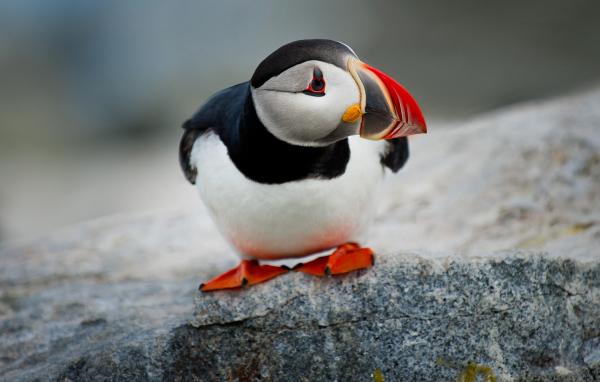 Маленький грустный тупик на камне