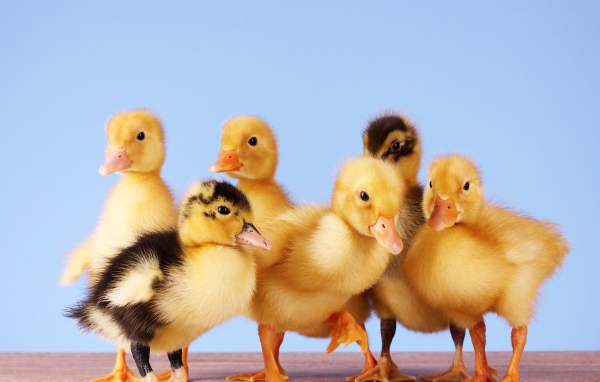 Маленькие желтые утята на голубом фоне