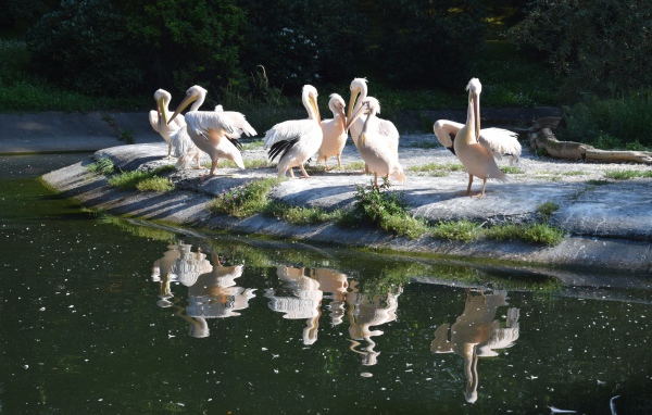 Много пеликанов на берегу водоема