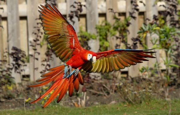 Попугай красный ара в полете 
