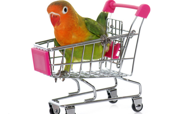 Попугай в маленькой тележке на белом фоне