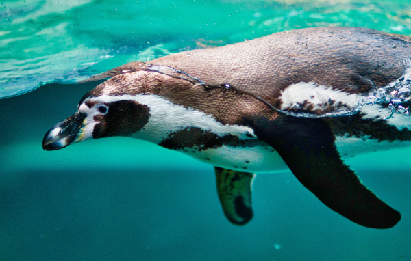Пингвин плавает в воде