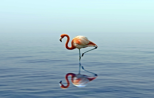 Розовый фламинго стоит на одной ноге в воде 