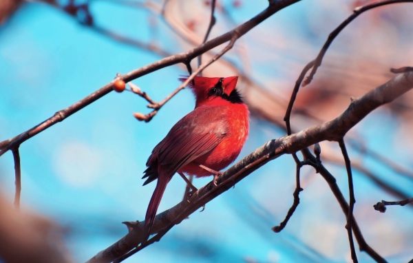 Красная птица кардинал на ветке