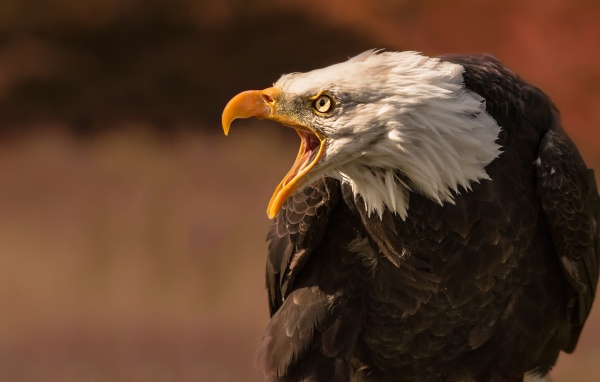 Грозный белоголовый орел с открытым клювом 