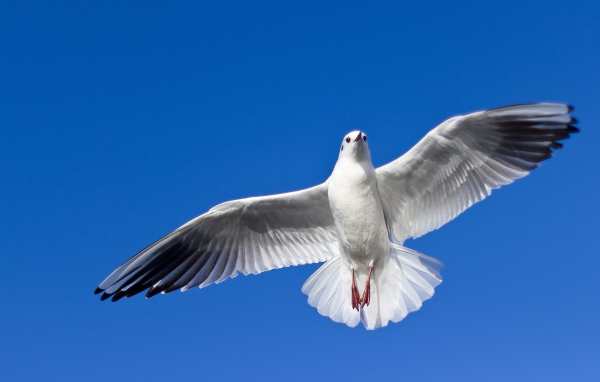 Большая красивая чайка летит в голубом небе