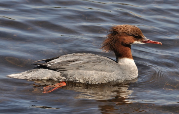 Птица крохаль в воде