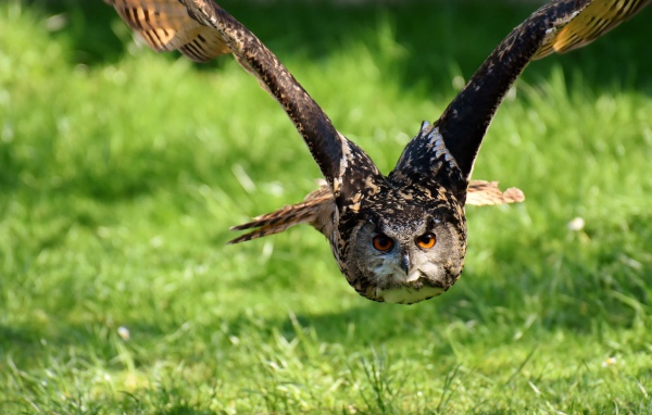 Полет большой совы над зеленой травой