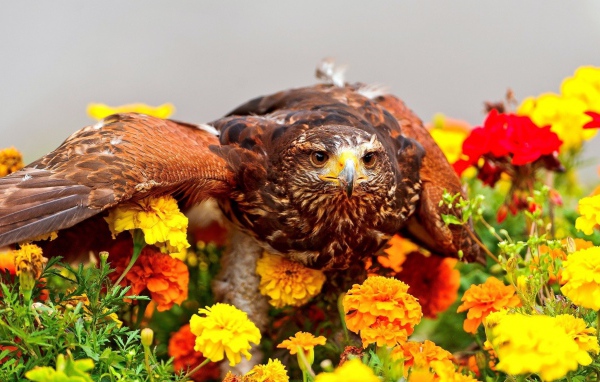 Хищный ястреб сидит на цветах