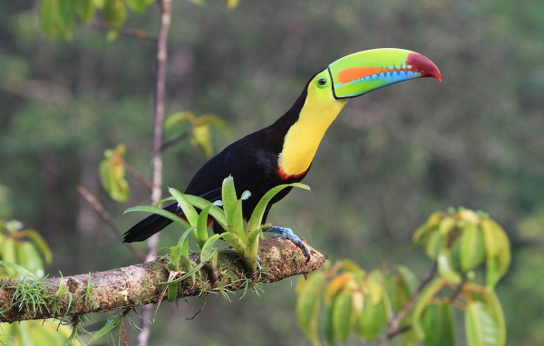 Тукан с длинным клювом сидит на ветке