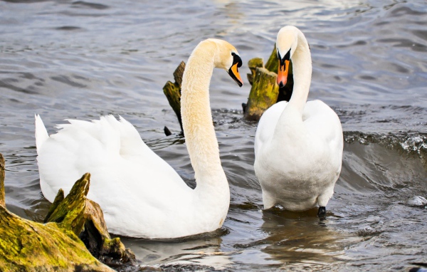 Два красивых белых лебедя в воде