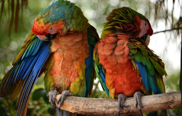 Два больших попугая сидят на ветке 