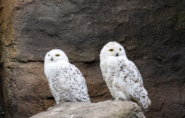 Две грациозные белые совы сидят на камне