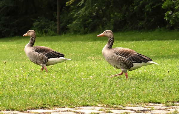 Два серых гуся гуляют по зеленой траве