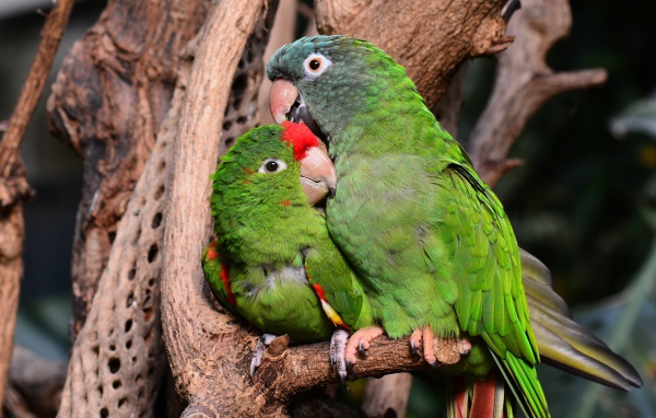 Два зеленых попугая сидят на дереве