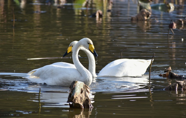 Два белых лебедя плавают в пруду 