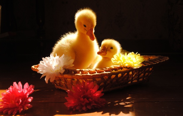 Два желтых маленьких утенка сидят в корзинке