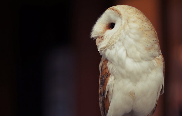 Белая большая сова вид сбоку 