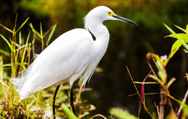 Белый херон в джунглях
