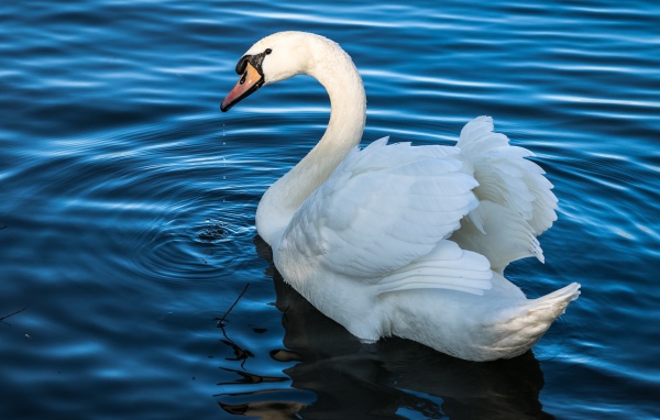 Белый красивый лебедь плавает в воде