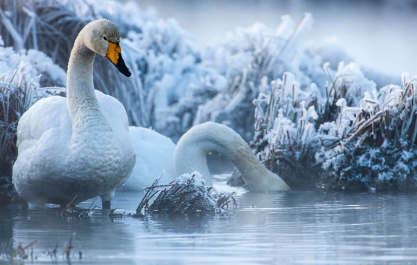Белые лебеди на озере зимой