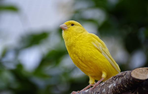 Желтая канарейка сидит на ветке