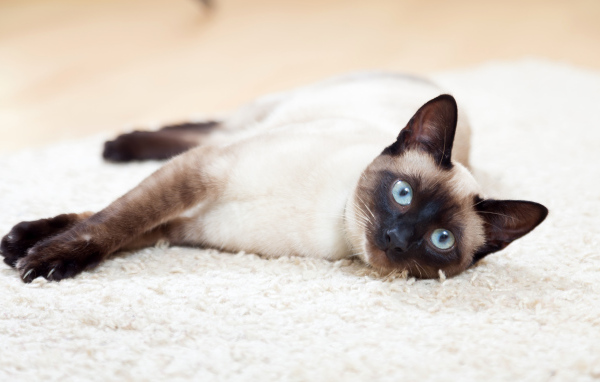 Красивый голубоглазый сиамский кот лежит на полу