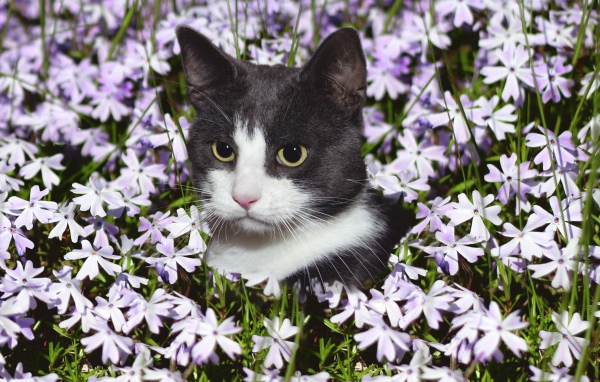 Красивый кот сидит в цветах 