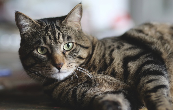Красивый серый кот лежит на полу