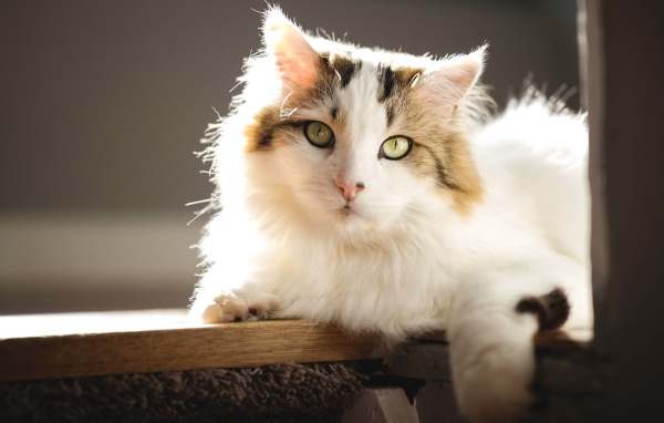 Большой красивый кот лежит на подоконнике в лучах солнца