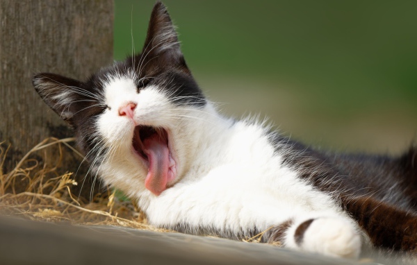 Черно белый зевающий кот лежит на земле