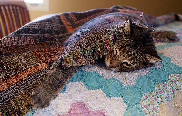 Серый кот спит под покрывалом на кровати