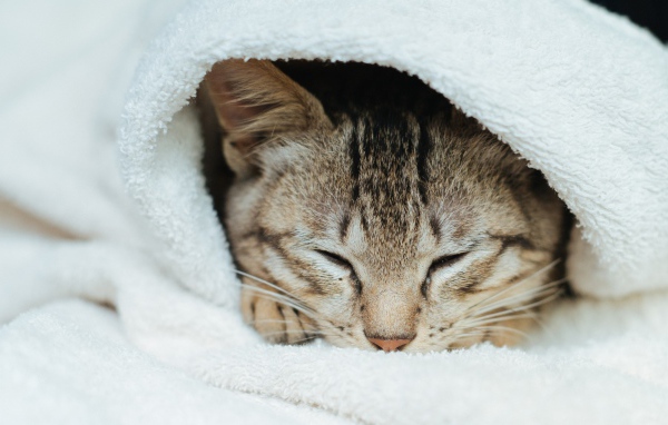 Спящий серый кот в белом покрывале 