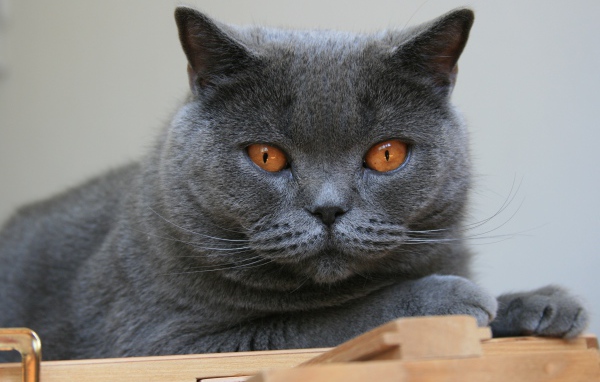 Красивый британский кот с желтыми глазами