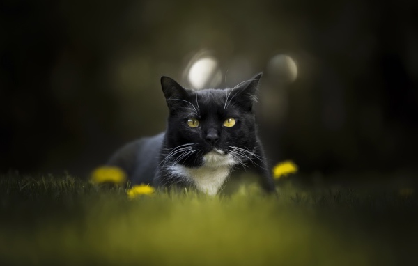 Красивый черно-белый кот сидит в траве