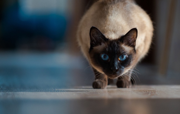 Красивый голубоглазый сиамский кот охотится 