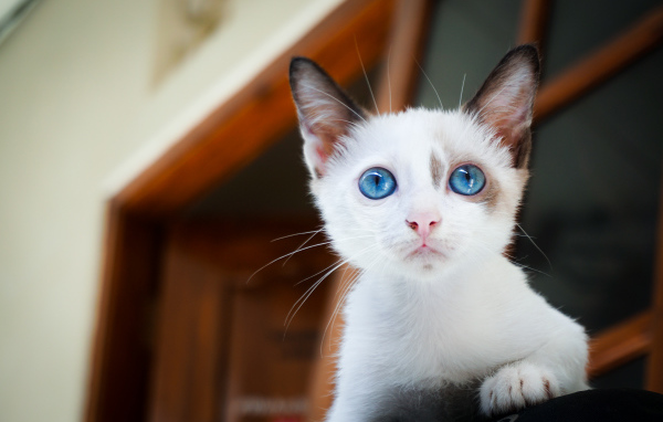 Красивый голубоглазый котенок