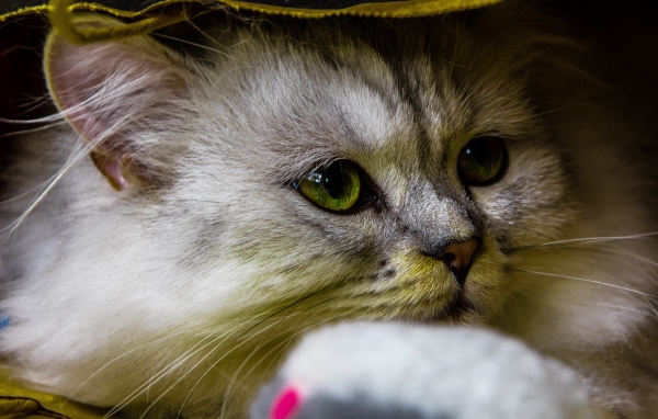 Красивый пушистый зеленоглазый кот под одеялом