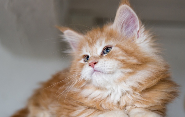 Красивый пушистый рыжий котенок