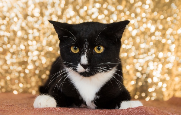 Красивый испуганный черно белый кот 