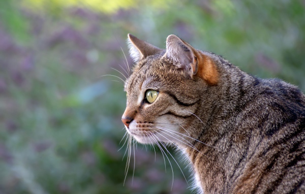 Красивый серый зеленоглазый кот