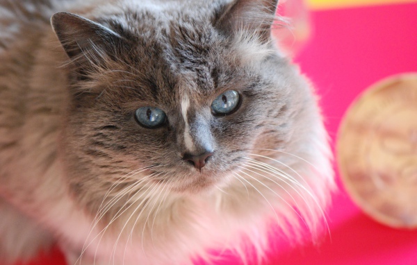 Красивый взгляд пушистого голубоглазого кота