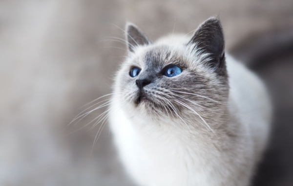 Красивый породистый голубоглазый котенок 